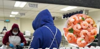 Alertan por camarones contaminados en EEUU