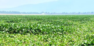 UAEH desarrolla bioplásticos a partir del lirio acuático