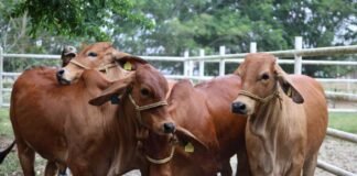 Avanzan negociaciones para reabrir la frontera a exportaciones ganaderas