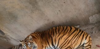 Rescatan en Pachuca a 2 leones africanos y 2 tigres