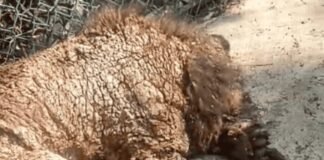 La osa Mina inicia una nueva vida en Fundación Invictus