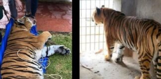 Felinos incautados en Pachuca podrían regresar con sus dueños