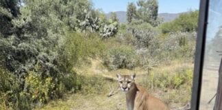 Reportan avistamiento de puma en San Agustín Tlaxiaca