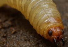 Llaman a investigadores sumar esfuerzos contra el gusano barrenador