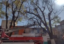 Tulancingo: Inicia mantenimiento de arbolado en Calzada 5 de Mayo