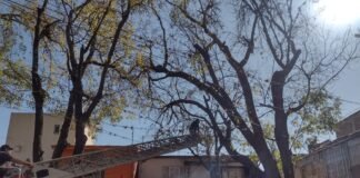 Tulancingo: Inicia mantenimiento de arbolado en Calzada 5 de Mayo