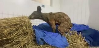 Osa “Mina” muestra mejoría notable tras rescate de Invictus