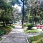 Derriban 21 árboles de los 55 que serán talados en Jardín Pasteur