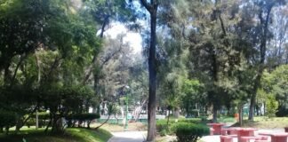 Derriban 21 árboles de los 55 que serán talados en Jardín Pasteur