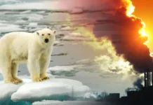 ONU pide un giro urgente para enfrentar la crisis ambiental global