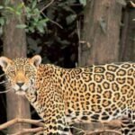 Congreso del estado aprueba el 7 de septiembre como día del jaguar