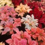 La flor de Nochebuena es la protagonista de las fiestas navideñas