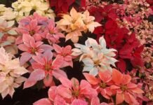 La flor de Nochebuena es la protagonista de las fiestas navideñas