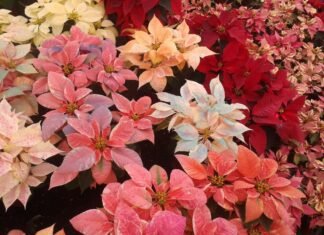 La flor de Nochebuena es la protagonista de las fiestas navideñas