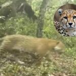 Avistan ejemplar de jaguar en Parque Nacional Los Mármoles