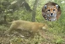 Avistan ejemplar de jaguar en Parque Nacional Los Mármoles