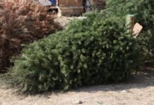 Impulsan campaña para reciclar árboles Navideños