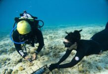 Zooxantela: arte sobre la importancia de los corales marinos
