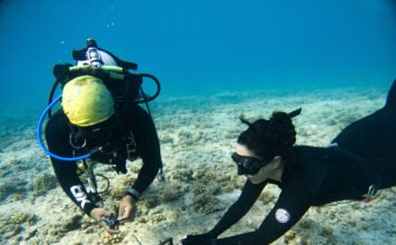 Zooxantela: arte sobre la importancia de los corales marinos