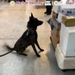 Aseguran kilo de fentanilo en el AICM; evitaron más de un millón de dosis