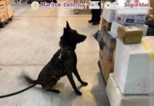 Aseguran kilo de fentanilo en el AICM; evitaron más de un millón de dosis