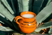 Tula rinde homenaje al pulque, “néctar de los dioses”