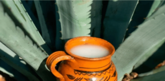 Tula rinde homenaje al pulque, “néctar de los dioses”