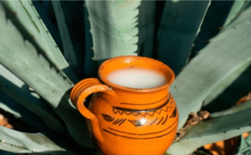 Tula rinde homenaje al pulque, “néctar de los dioses”