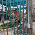 Aseguran armas y fauna silvestre durante cateo en Querétaro