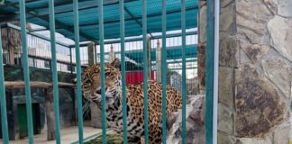 Aseguran armas y fauna silvestre durante cateo en Querétaro
