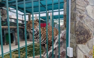 Aseguran armas y fauna silvestre durante cateo en Querétaro