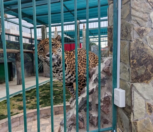 Aseguran armas y fauna silvestre durante cateo en Querétaro