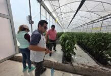 ITESHU desarrolla tecnología aplicada en agricultura
