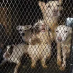 Rescatan a más de 50 perros hacinados en departamento de Guadalajara