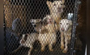 Rescatan a más de 50 perros hacinados en departamento de Guadalajara