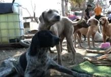 Rescatan a casi 800 animales del Refugio Franciscano por maltrato