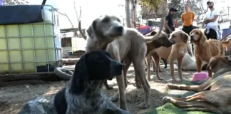 Rescatan a casi 800 animales del Refugio Franciscano por maltrato