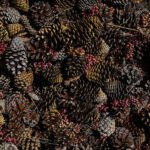 Banco de Germoplasma estrategia para la conservación forestal