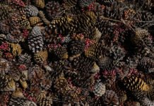 Banco de Germoplasma estrategia para la conservación forestal