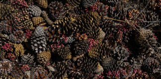 Banco de Germoplasma estrategia para la conservación forestal