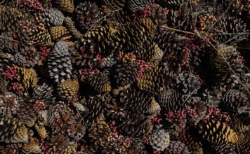 Banco de Germoplasma estrategia para la conservación forestal