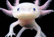 Día Nacional del Ajolote: guardián anfibio símbolo de biodiversidad