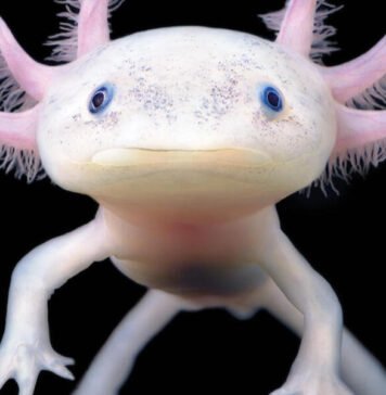 Día Nacional del Ajolote: guardián anfibio símbolo de biodiversidad