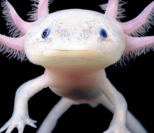 Día Nacional del Ajolote: guardián anfibio símbolo de biodiversidad