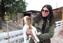 “GranjAventura”: educación ambiental y respeto animal en Pachuca