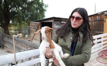 “GranjAventura”: educación ambiental y respeto animal en Pachuca