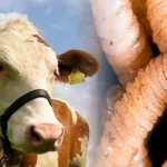 Reportan 9 casos de gusano barrenador en Hidalgo