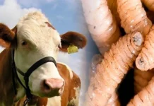 Reportan 9 casos de gusano barrenador en Hidalgo