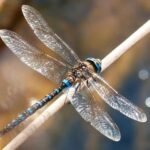 Libélulas, aliadas silenciosas de los ríos y lagunas: UAEH