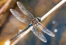 Libélulas, aliadas silenciosas de los ríos y lagunas: UAEH